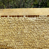 Стільники (соти) травневого ріпакового меду ціла рамка 435*145 мм, фото 3