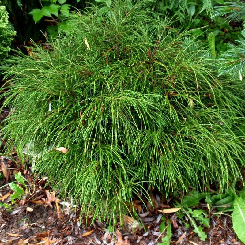 Саджанці Туї складчастої Віпкорд, 4-х річна (Thuja plicata Whipcord) С3