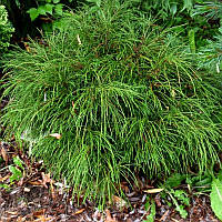 Саженцы Туи складчатой Випкорд (Thuja plicata Whipcord) С3