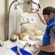 Ветеринарія