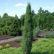 Саджанці Ялівцю звичайного Арнольд, 4-х річний (Juniperus communis Arnold) С3