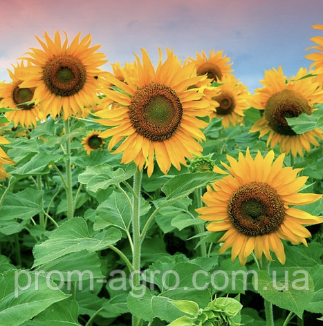 Насіння сортового раннього соняшника Володимир, 90 днів, фото 2