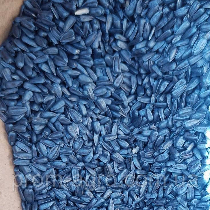 Насіння сортового раннього соняшника Володимир, 90 днів