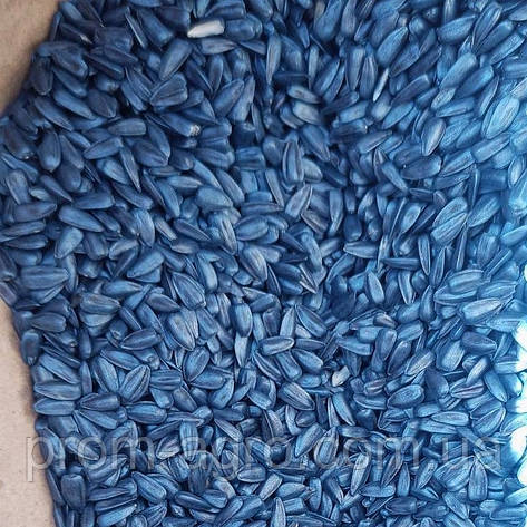 Насіння сортового раннього соняшника Володимир, 90 днів, фото 1