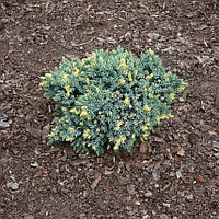 Саджанці Ялівцю лускатого Флореант (Juniperus squamata Floreant) С3