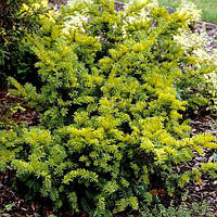 Саджанці Тиса ягідного Семперауреа, 4-х річний (Taxus baccata Semperaurea) С3
