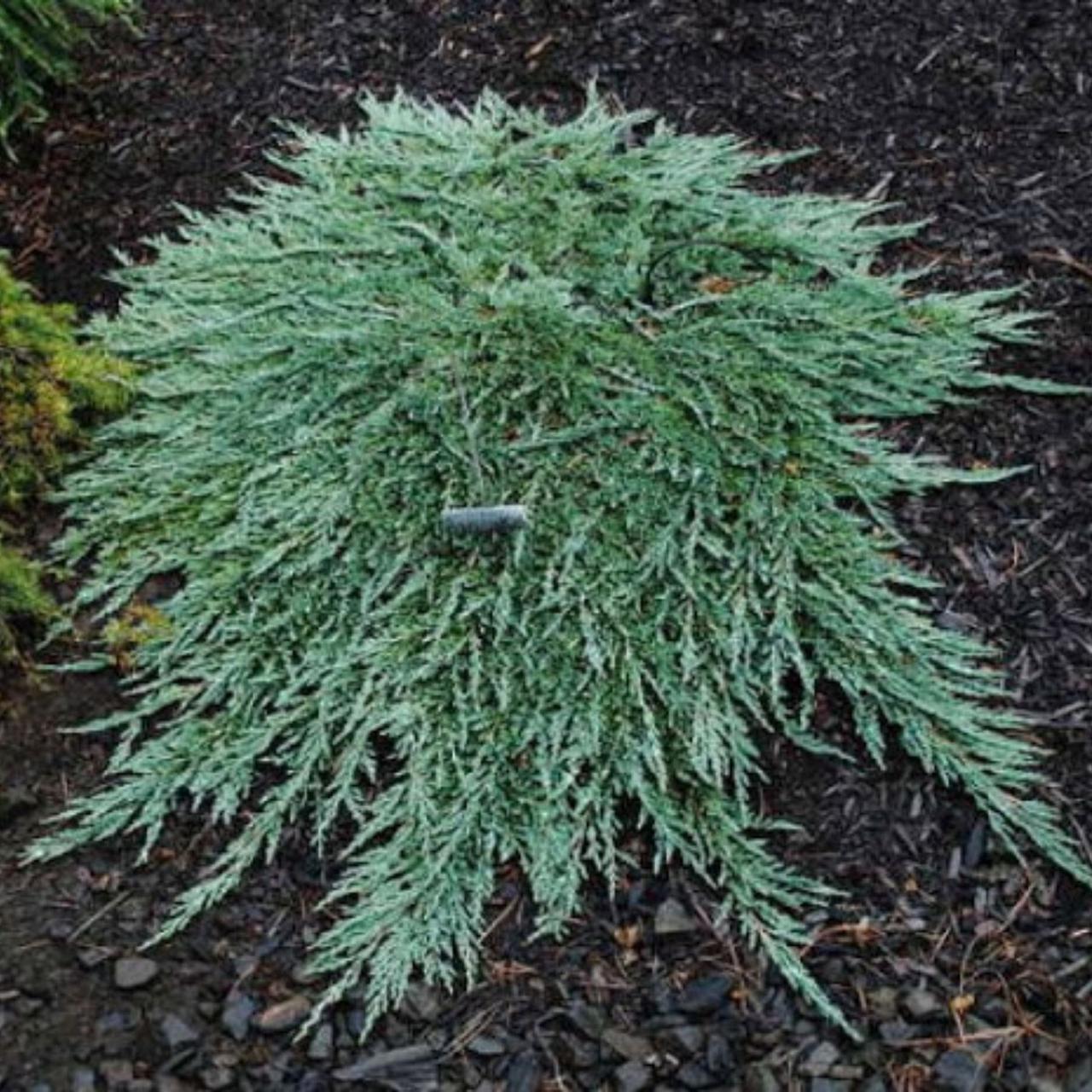 Саджанці Ялівцю горизонтального Панкейк, 4-х річний (Juniperus horizontalis Pancake) С3