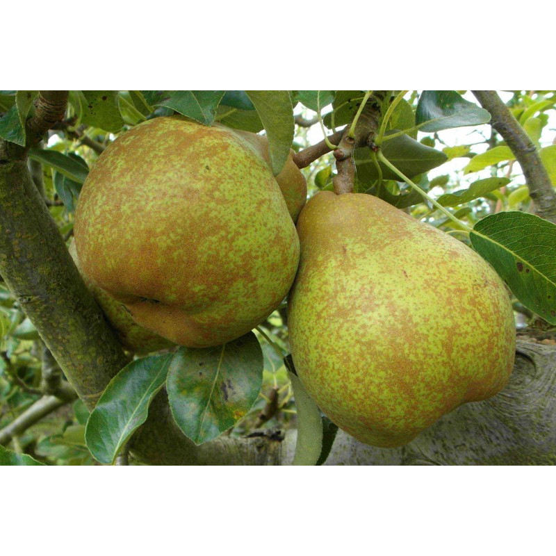 Саджанці груші "СТРІЙСЬКА", фото 1