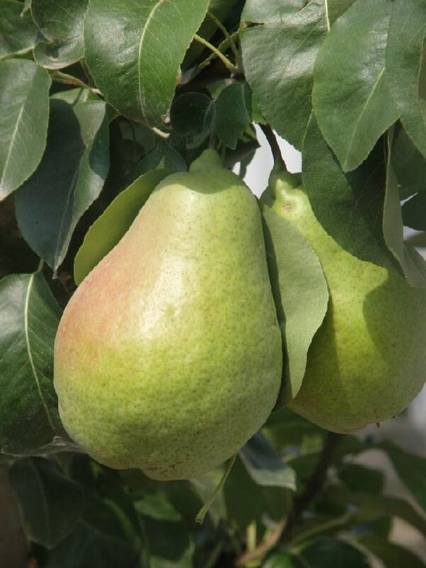 Саджанці груш "НОЯБРСЬКА" зимова, фото 1