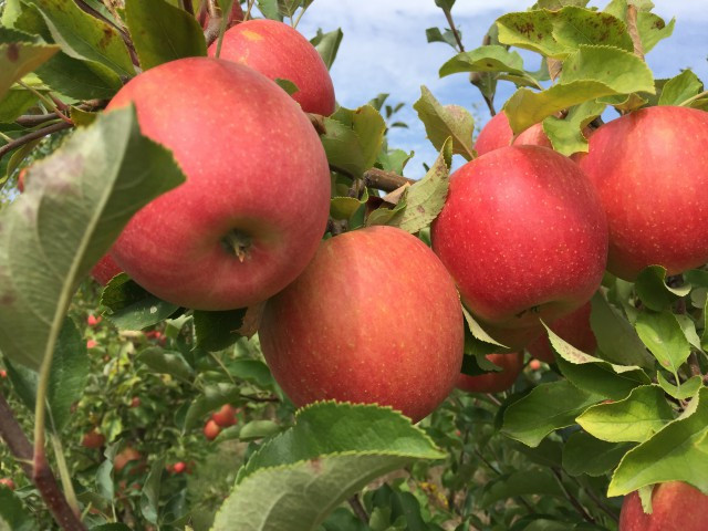 Саджанці яблуні "ЧЕМПІОН", фото 1