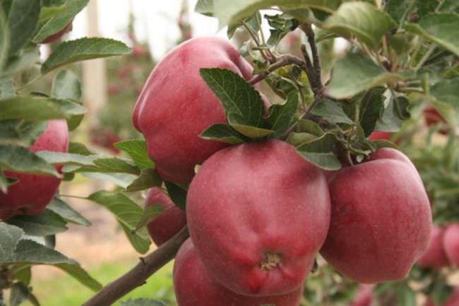 Саджанці яблуні "ГЛОСТЕР", фото 1