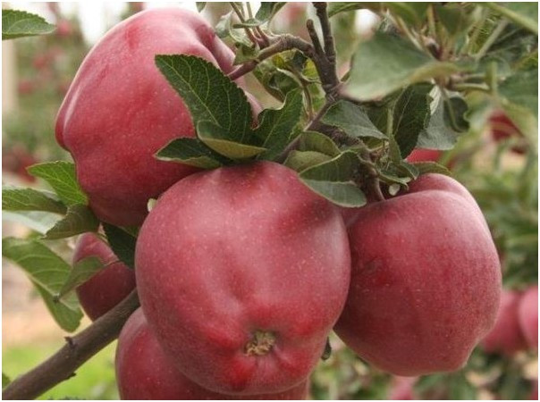 Саджанці яблуні "СТАР КРІМСОН", фото 1
