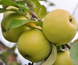 Саджанці яблунь "АНТОНІВКА", фото 1