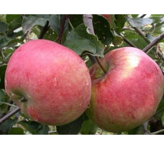 Саджанці яблуні "АСКОЛЬДА", фото 1