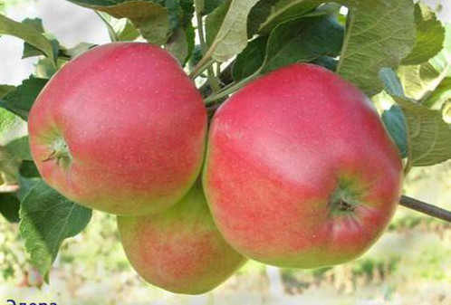 Саджанці яблуні "ЕДЕРА", фото 1