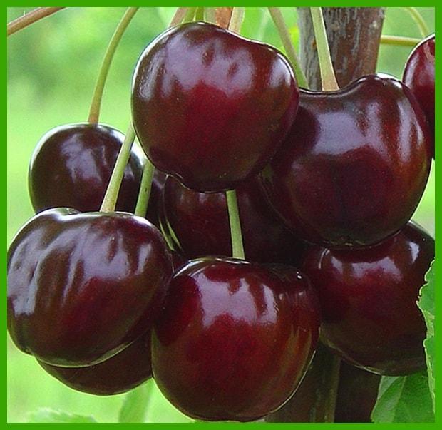 Саджанці черешні «ВАЛЕРІЙ ЧКАЛОВ», фото 1