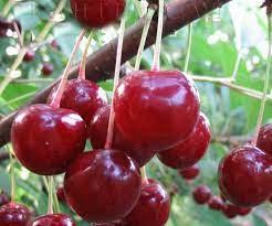 Саджанці вишні "ДЕСЕРТНА", фото 1