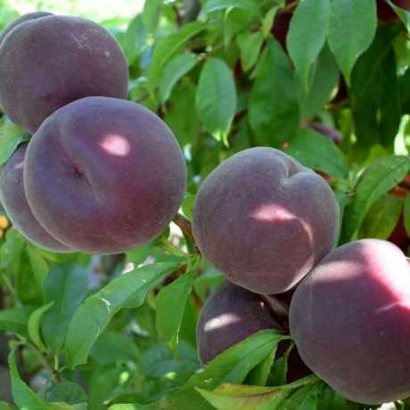 Саджанці персика "РУБІНОВИЙ ПРИНЦ", фото 1