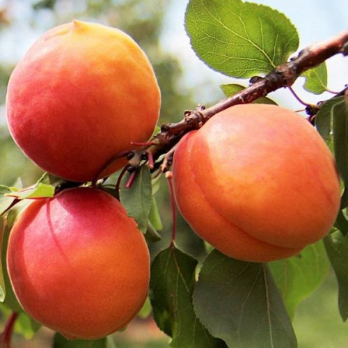 Саджанці абрикоса "ПЕРСИКОВИЙ", фото 1