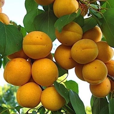 Саджанці абрикоса "ОЛІМП", фото 1