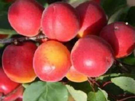 Саджанці абрикоса "РОБАДА", фото 1