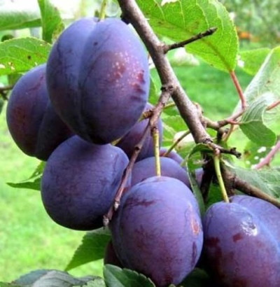 Саджанці сливи "Карбардинка", фото 1