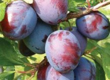 Саджанці сливи "Президент", фото 1