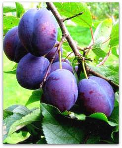 Саджанці сливи "Угорка", фото 1