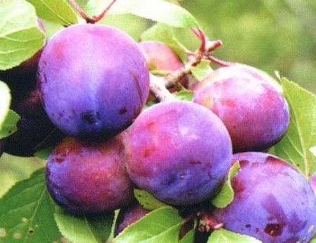 Саджанці сливи Віола, фото 1