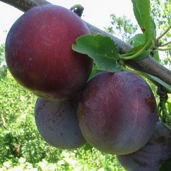 Саджанці сливи Кишинівська, фото 1