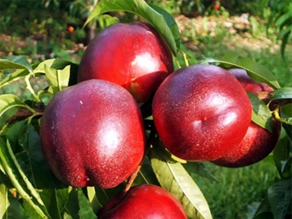 Саджанці нектарина Ред Голд, фото 1