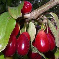 Саджанці кизилу Світлячок