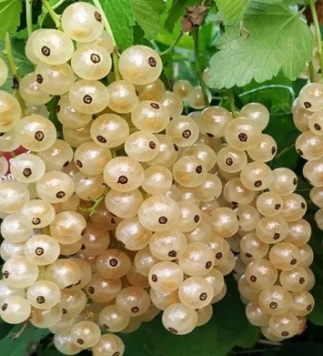 Саджанці смородини "Сніжана", фото 1