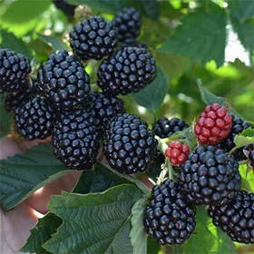 Саджанці ожини" Полар" безколючкова