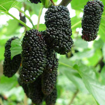 Саджанці шовковиці "Надія", фото 1