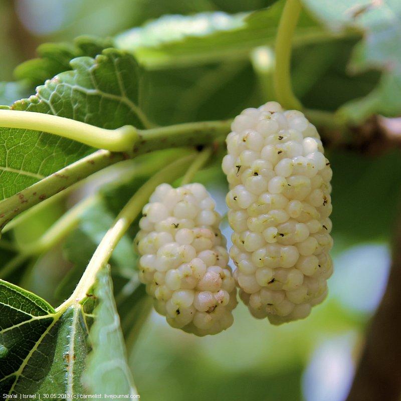 Саджанці привитої шовковиці "Вікторія", фото 1