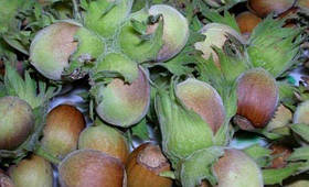 Саджанці фундука "Шедевр"