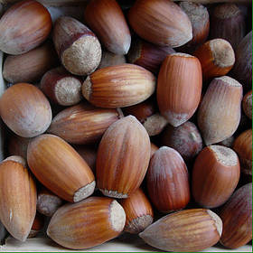 Саджанці фундука "Грандіозний"