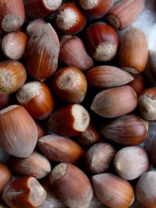 Саджанці фундука "Бомба", фото 1