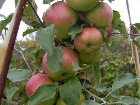 Саджанці колоновидної яблуні "Малюха", фото 1