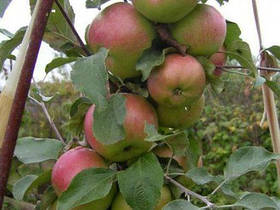 Саджанці колоновидної яблуні "Малюха"