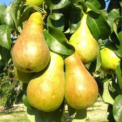Саджанці груші "Сапфіра" осіння, фото 1