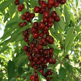 Саджанці колоновидної черешні "Сільвія", фото 1