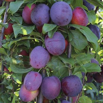 Саджанці колоновидної сливи "Блю Світ", фото 1