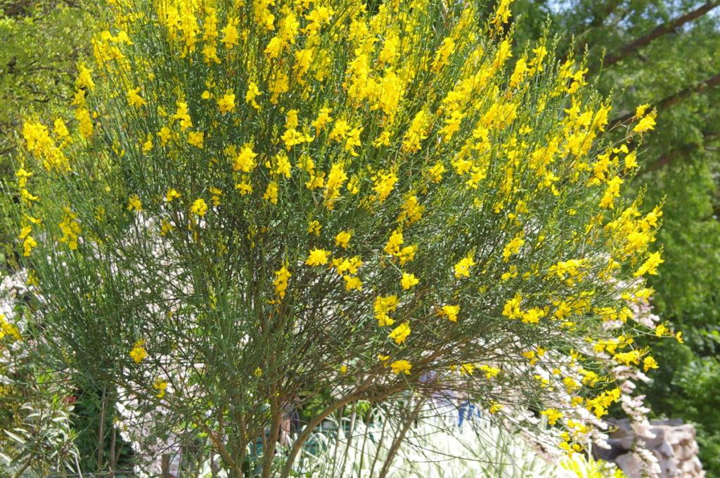 Саджанці Метельника Іспанського, фото 1