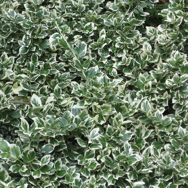 Саджанці Бруслини Форчуна, фото 1