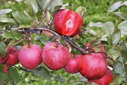 Саджанці яблуні "Ера", фото 1