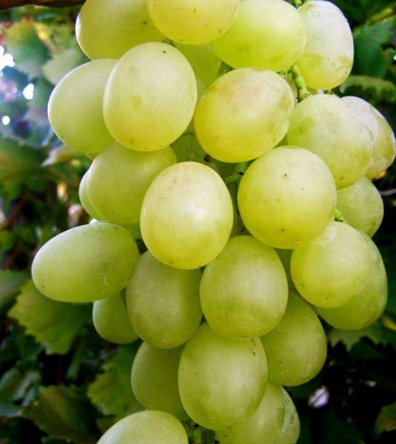 Саджанці винограду "Антоній Великій", фото 1