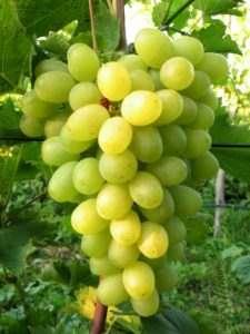 Саджанці винограда "Подарунок", фото 1