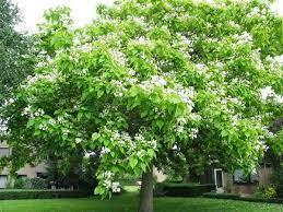 Саджанці Катальпи, фото 1